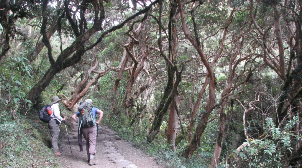 Senderistas avanzando por el Camino Inca entre árboles del bosque nublado