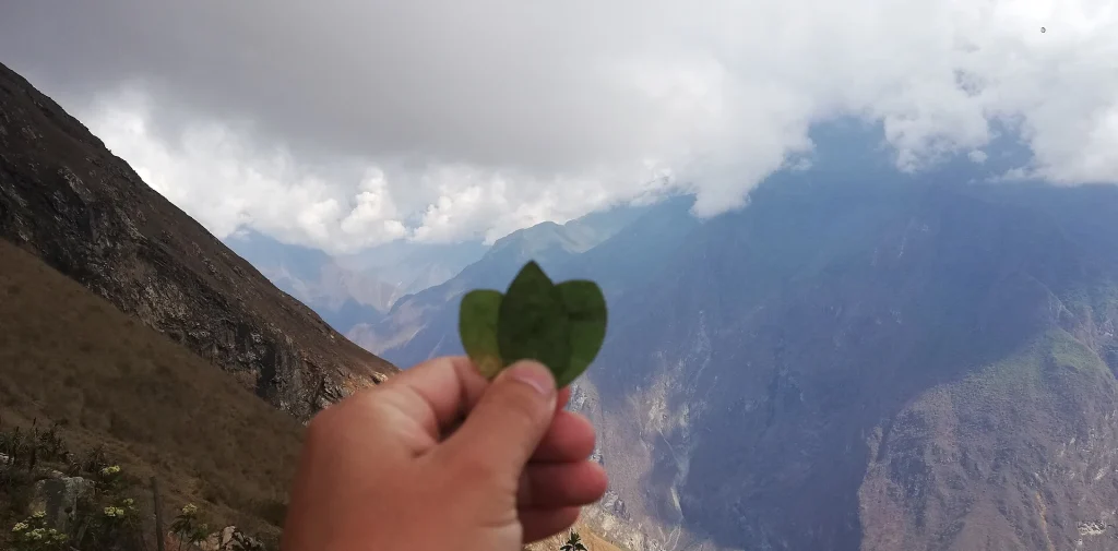 Hoja de coca frente al cañón del Apurímac en el camino desde Capuliyoc