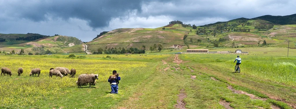 Campo verde con ovejas y un ciclista en el valle del Urubamba