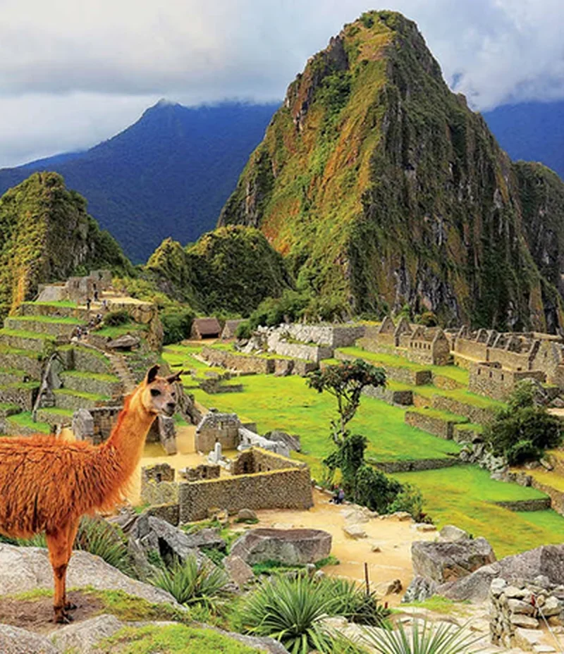 Machu Picchu con una llama en primer plano y el Huayna Picchu al fondo