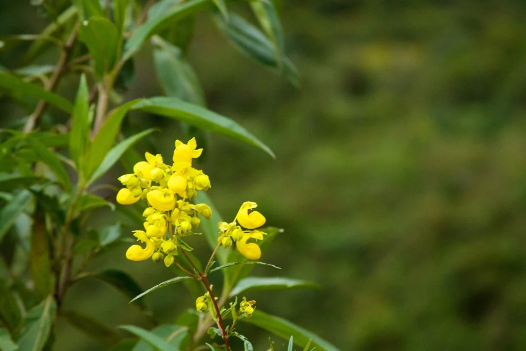 Flores amarillas del bosque durante el descenso hacia la selva alta